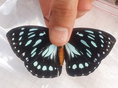 Charaxes eurinome