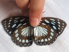Charaxes eurinome