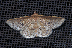Thyrididae