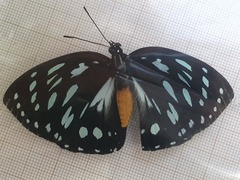 Charaxes eurinome