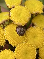 Rhopalomyia tanaceticola