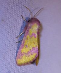 Psectrotarsia suavis