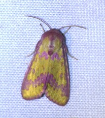 Psectrotarsia suavis