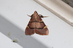 Hypsopygia thymetusalis