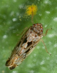 Scaphoideus veterator