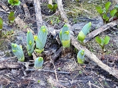 Lysichiton americanus