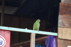 Amazona ochrocephala