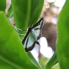 Cydalima perspectalis