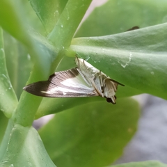 Cydalima perspectalis