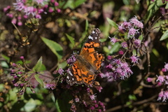 Vanessa altissima