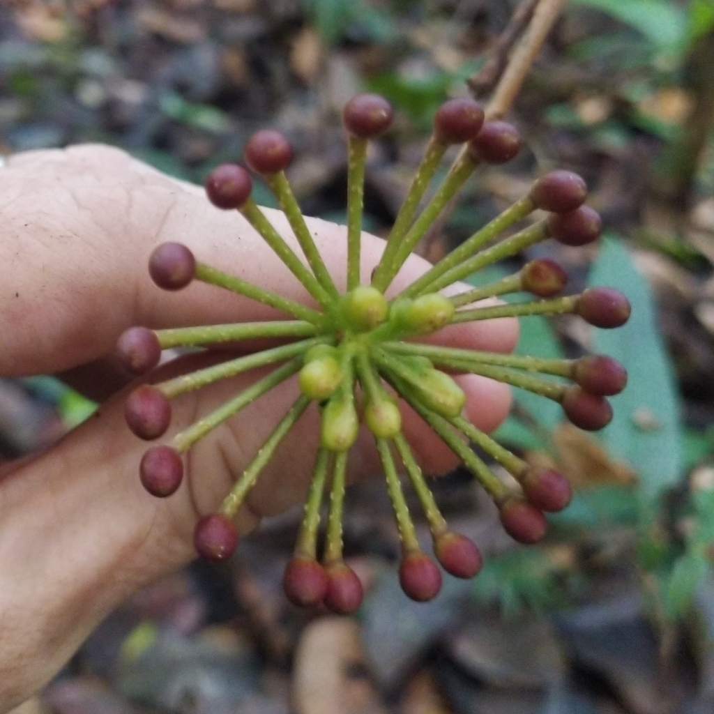 Marcgravia pedunculosa (Marcgravia pedunculosa)