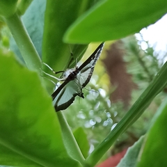 Cydalima perspectalis