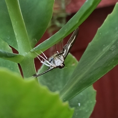 Cydalima perspectalis