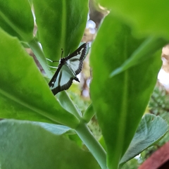 Cydalima perspectalis