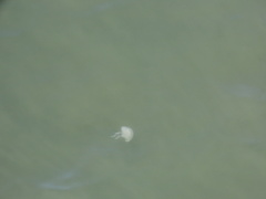 Chrysaora chesapeakei