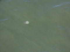 Chrysaora chesapeakei