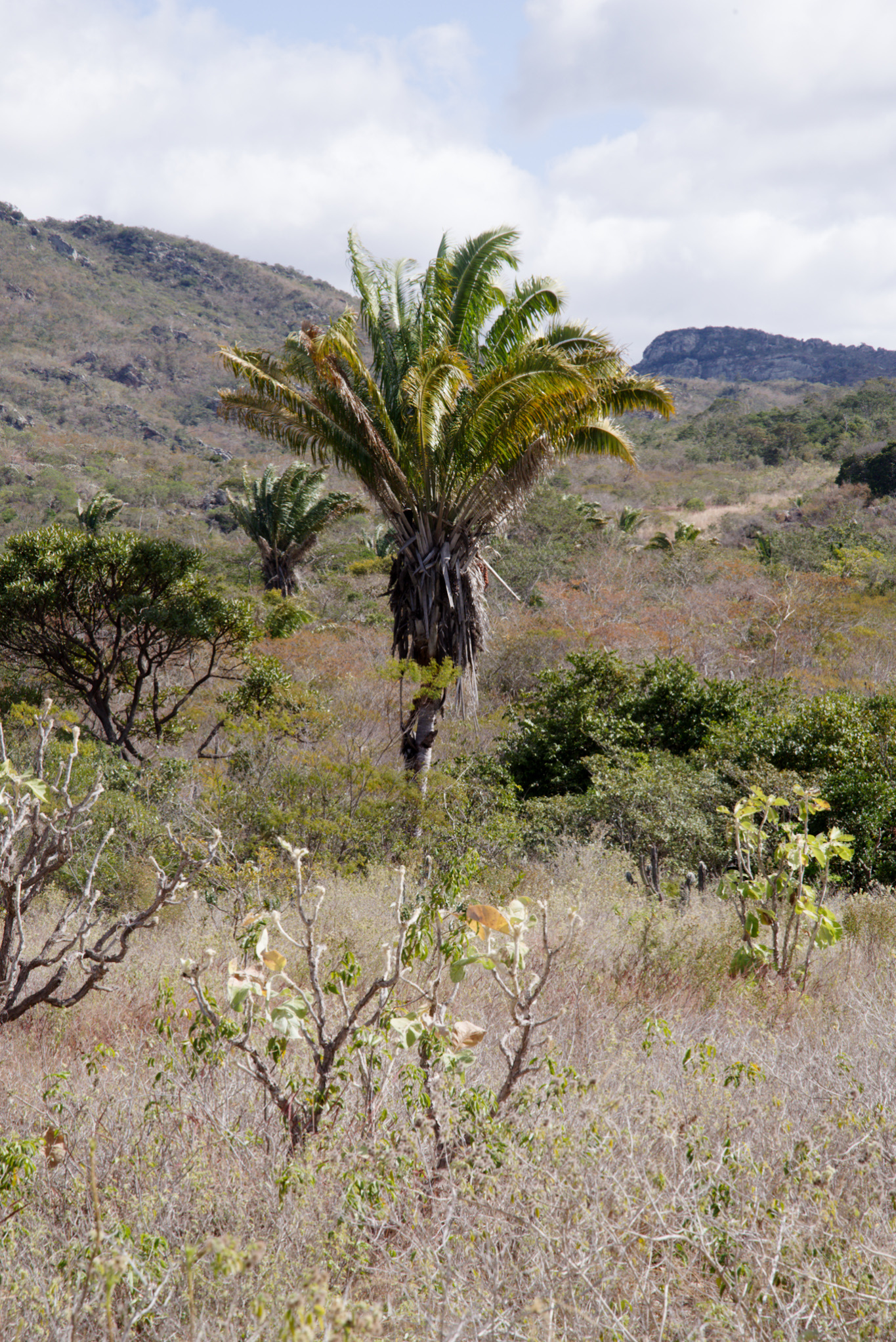 Attalea speciosa
