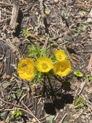 Ranunculus adoneus