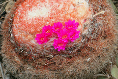 Melocactus paucispinus