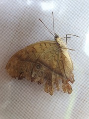 Charaxes varanes vologeses