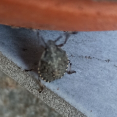 Rhaphigaster nebulosa