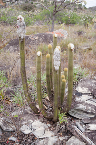 Micranthocereus albicephalus