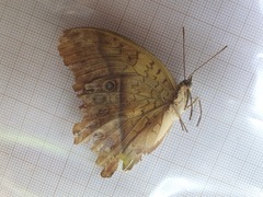 Charaxes varanes vologeses