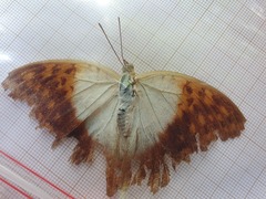 Charaxes varanes vologeses
