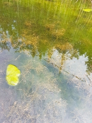 Potamogeton foliosus