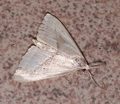 Macrochilo absorptalis