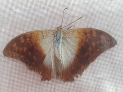 Charaxes varanes vologeses