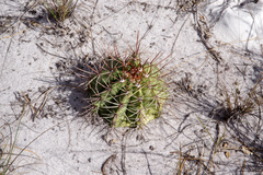 Melocactus bahiensis