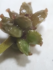 Potamogeton foliosus