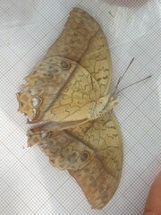Charaxes varanes vologeses