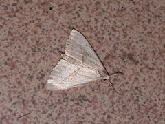 Macrochilo absorptalis