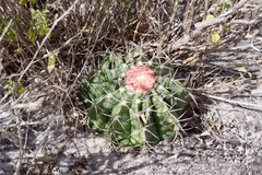 Melocactus paucispinus