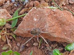 Zachaeus