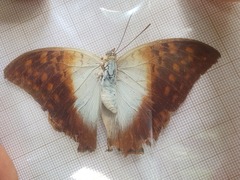 Charaxes varanes vologeses