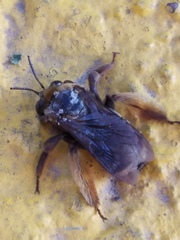 Svastra obliqua obliqua