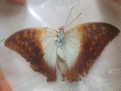 Charaxes varanes vologeses