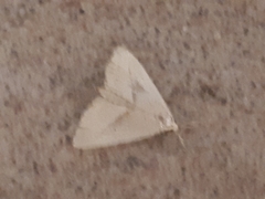 Macrochilo absorptalis