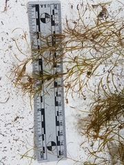 Potamogeton foliosus