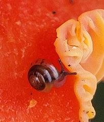 Euconulus