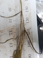 Potamogeton foliosus