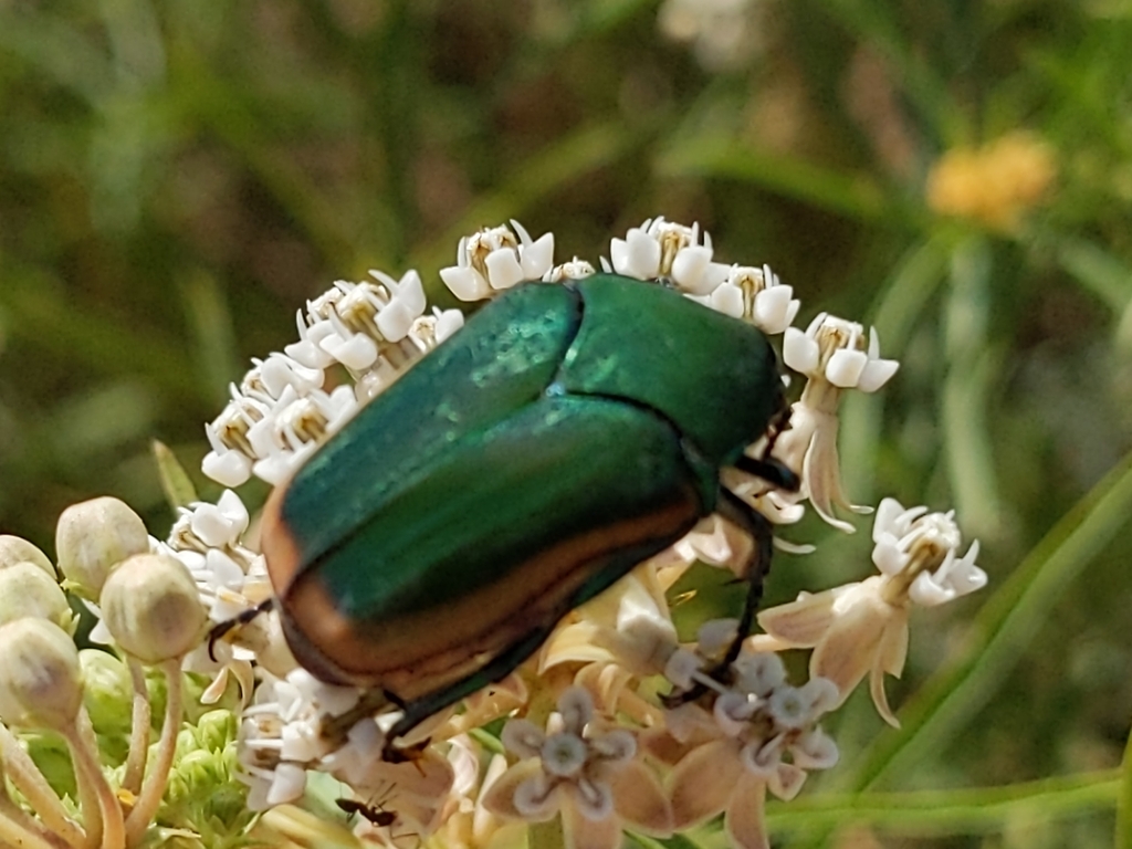 Figeater Beetle from Corona, CA 92880, USA on July 24, 2022 at 11:13 AM ...