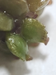 Potamogeton foliosus