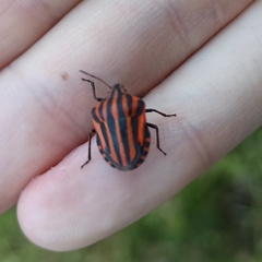 Graphosoma italicum