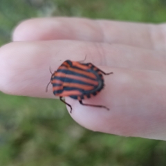 Graphosoma italicum