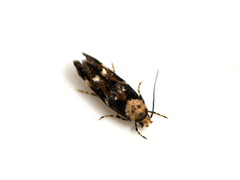 Mompha lacteella