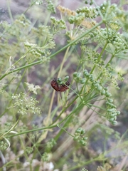 Graphosoma italicum